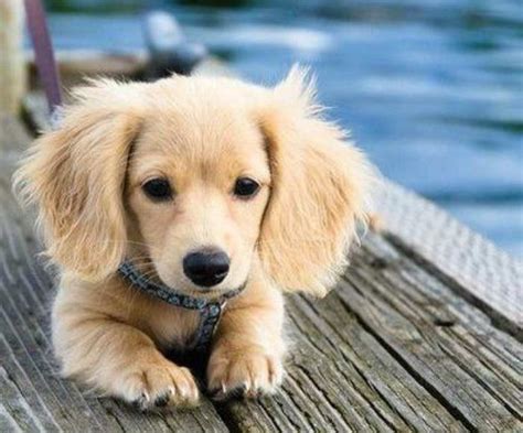 Golden weiner dog. Things To Know About Golden weiner dog. 